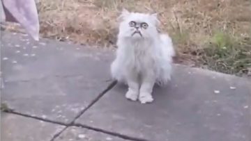 animali