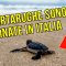 Tartaruga Caretta Caretta depone le uova in spiaggia in Sicilia