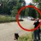 Bimbo travolto al rally di Torino: il video dell’incidente a Coassolo