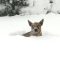 Usa, cani impazziscono di gioia tra la neve