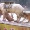 Cina, orrore al circo: una leonessa e una tigre attaccano un cavallo durante l’addestramento