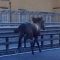 Cavallo al galoppo sull’autostrada Napoli-Salerno
