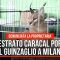 Milano, sequestrato caracal portato al guinzaglio: denunciata la padrona