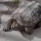 Napoli, tartaruga “azzannatrice” abbandonata in strada: l’animale pericoloso girava libero