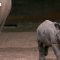 Inghilterra, raro rinoceronte indiano muove i suoi primi passi
