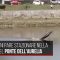 Pisa, un delfino nel fiume Arno (e non vuole andarsene)