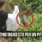 Cattura un pitone e lo mette in un sacco, il serpente però si era già fatto uno spuntino…