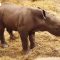 Grande festa allo zoo di Copenaghen: nato un rinoceronte bianco