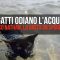 I gatti odiano l’acqua?! Ecco Nathan, la gatta da spiaggia