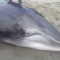 Canada, il cucciolo di balena arenato riprende il largo grazie ai pescatori