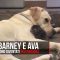 Barney, un labrador di tre anni si prende cura di un gattino abbandonato