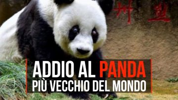 Pending – Youtube Automatic