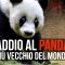 Addio a Basi, è morto il panda più vecchio del mondo, aveva “100 anni”