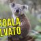 Australia, un gruppo di studenti salva un koala dalla piena del fiume