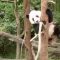 Bei Bei, il panda che ama cadere dagli alberi