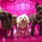 New York, l’hotel di lusso è solo… per i cani