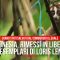 Indonesia, rimessi in libertà 15 esemplari di loris lento