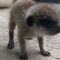 “Hakuna matata”, allo zoo di Sydney tutti pazzi per due cuccioli di suricato