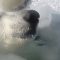 Oceano Artico, bodycam svelano la vita quotidiana degli orsi polari