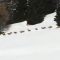 Ponte di Legno, branco di cervi “sfila” tra la neve