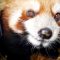 Panda rossi salvati dal traffico illegale, erano in un furgone in viaggio dal Laos alla Cina