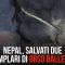 Nepal, salvati due “orsi ballerini”: venivano seviziati per divertire i passanti