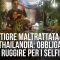Tigre maltrattata In Thailandia: obbligata A ruggire per i selfie