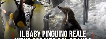 Pending – Youtube Automatic