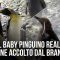 Singapore, Il baby pinguino reale viene accolto dal branco