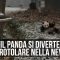 Washington, il panda gigante si diverte a rotolarsi nella neve