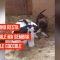 Quante coccole tra un cucciolo di cane e un vitellino