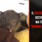 Australia, la nuova “mamma” del piccolo koala orfano