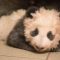 Il baby panda muove i primi passi e tutti impazziscono per lui