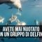 Avete mai nuotato con dei delfini? Un videomaker australiano ha avuto questa fortuna.