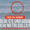 Puglia, c’è uno squalo a pochi metri dalla spiaggia di San Foca