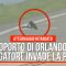 Aeroporto di Orlando, un alligatore invade la pista: l’atterraggio di un velivolo è stato ritardato