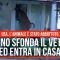 Usa, daino sfonda il vetro ed entra in casa: l’animale è stato abbattuto