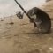 Australia, il koala prova a pescare nel fiume