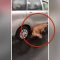 Messico, cane al guinzaglio trascinato con l’auto: il video che indigna il web