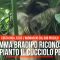 Mamma bradipo riconosce dal pianto il cucciolo perso