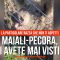 Maiali-pecora, li avete mai visti? Ecco la particolare razza
