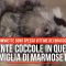 Sydney, quante coccole in questa famiglia di marmosette