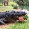 Australia, il coccodrillo tritura un’anguria in un secondo
