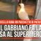Il gabbiano ruba le patatine al supermercato