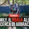 Emily, il koala alla ricerca di abbracci