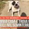 Cambia casa e trova un pitbull nel seminterrato