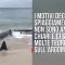 Australia, oltre 150 delfini spiaggiati: si teme unʼinvasione di squali