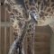 La giraffa appena nata tenta di camminare ma cade
