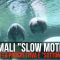 Animali “slow motion”, quando la prospettiva è “sottomarina”