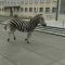 Germania, zebre scappano dal circo e corrono per la città: una muore nelle operazioni di recupero